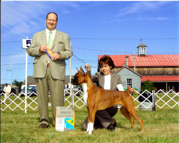 Winstons first point
Aug 28, 2009 / Winston & Deb Struff take Winners Dog, Best of Winners and Best Boxer Puppy at the Central Maine Kennel Club Show for his first point.