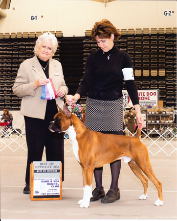 Winstons 1st Major!!
Feb 4, 2010 / Winston & Deb take Winners Dog and Best of Winners for his first major, at the Sand and Sea Kennel Club for his 7th, 8th and 9th points.