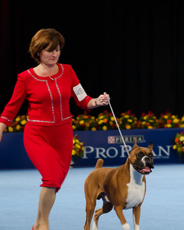 WInston's TV debut at the 2011 National Dog Show