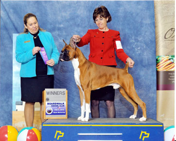 Winstons 13th and 14th points
Feb 6, 2010 / Winston & Deb take Winners Dog at the Boardwalk Kennel Club for his 13th and 14th points