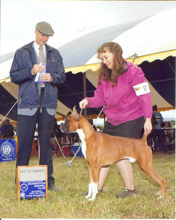 Winstons 2nd point
Sept 26, 2009 / Winston & Beth Downey take Winners Dog and Best of Winners at the Warrenton Kennel Club Show for his 2nd point.