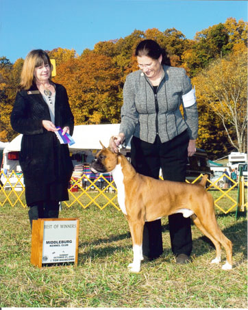 Winstons 3rd point
Oct 25, 2009 / Winston & Gwen take Winners Dog and Best of Winners at the Middleburg Kennel Club Show for his 3rd point.
