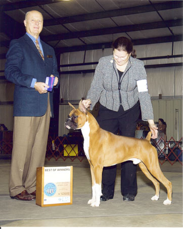 Winstons 6th point
Nov 22, 2009 / Winston & Gwen take Winners Dog and Best of Winners at the Upper Marlboro Kennel Club for his 6th point.

Upper Marlboro Kennel Club