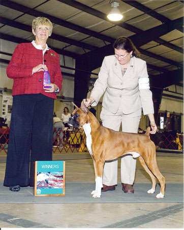 Winstons 4th point
Nov 19, 2009 / Winston & Gwen take Winners Dog at the National Capital Kennel Club for his 4th point.